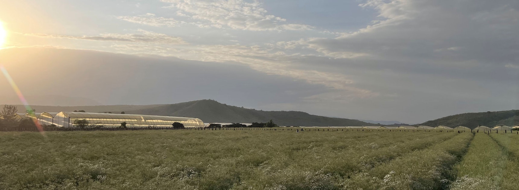 Expansive green field with greenhouses under a cloudy sky at sunset, showcasing nature's beauty.