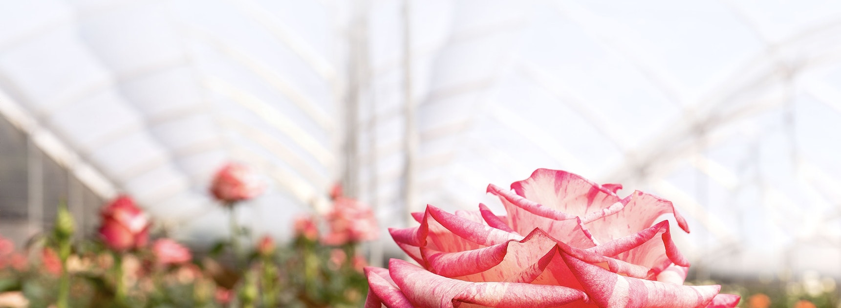 Vibrant pink roses highlighted in a greenhouse, showcasing their natural beauty and elegance.