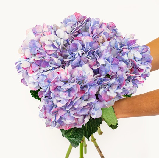 A vibrant bouquet of hydrangeas in shades of purple and blue, held elegantly.