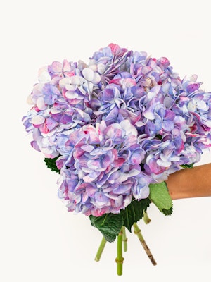 A vibrant bouquet of hydrangeas in shades of purple and blue, held elegantly.