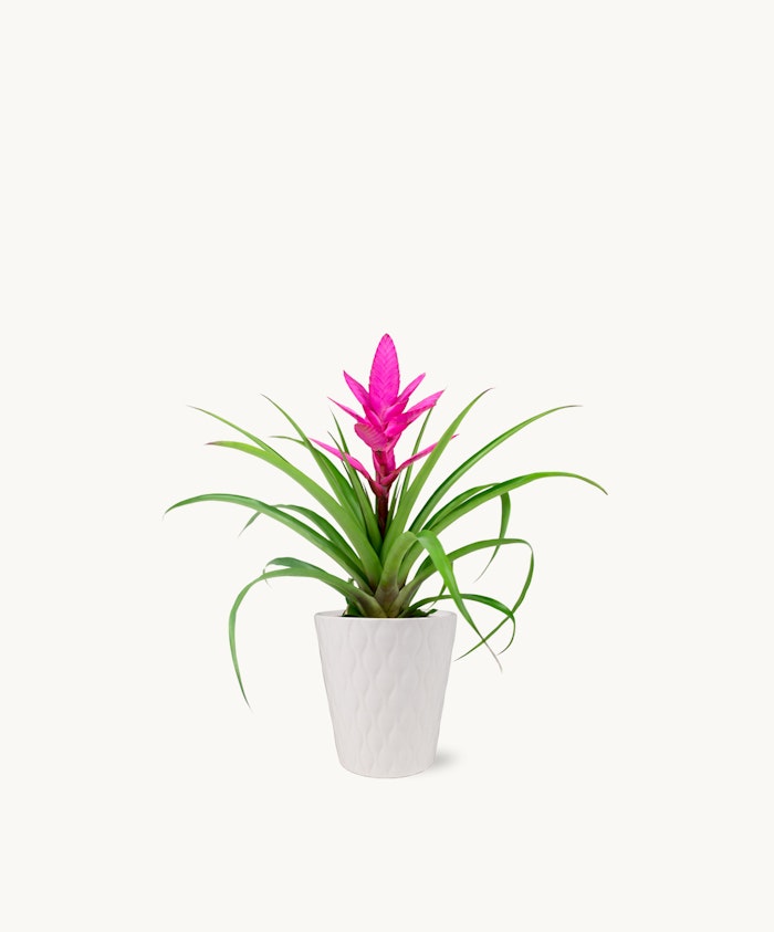 Vibrant pink bromeliad plant with lush green leaves in a decorative white pot.