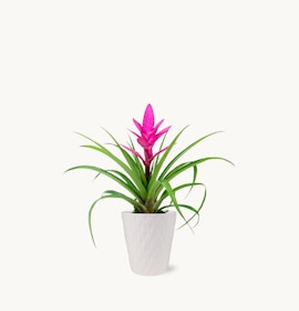 Vibrant pink bromeliad plant with lush green leaves in a decorative white pot.