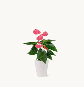 Vibrant pink anthurium plant in a stylish white pot, perfect for home decor.