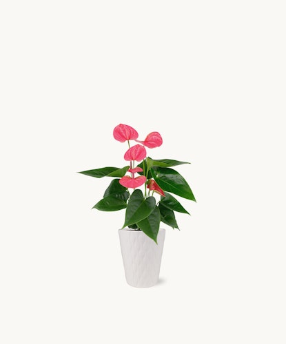 Vibrant pink anthurium plant in a stylish white pot, perfect for home decor.