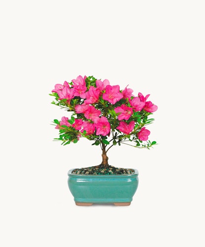 Pink azalea bonsai tree in a stylish teal pot, adding elegance to any decor.