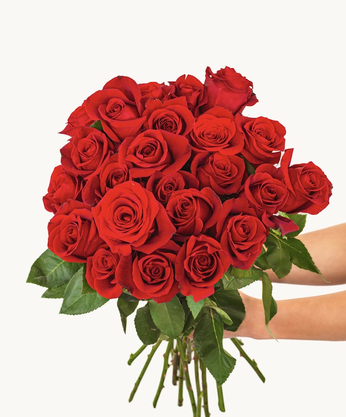 Vibrant bouquet of red roses held by hands, perfect for romantic gestures and celebrations.