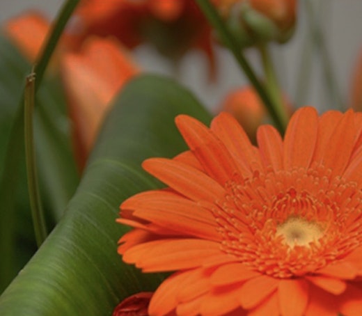 Vibrant orange gerbera daisy surrounded by lush green leaves, showcasing natural beauty.