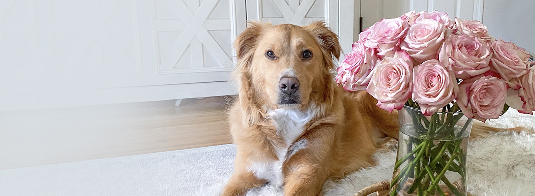 A golden retriever resting beside a stunning bouquet of pink roses, creating a cozy atmosphere.