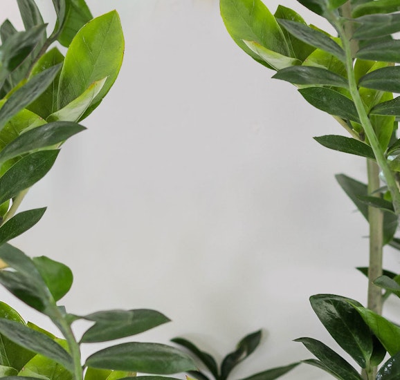 Lush green Zamioculcas zamiifolia (ZZ plant) leaves growing vibrantly, perfect for indoor decor.