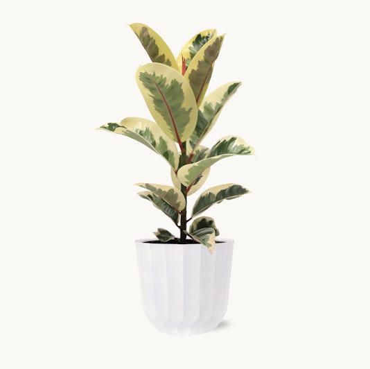 A vibrant variegated rubber plant in a sleek white pot, ideal for home decor.