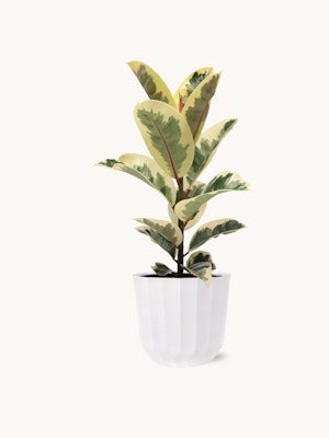 A vibrant variegated rubber plant in a sleek white pot, ideal for home decor.