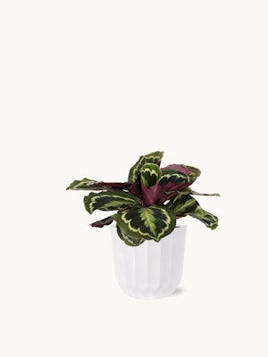 Vibrant Calathea plant in a sleek white pot, perfect for indoor decor and air purification.