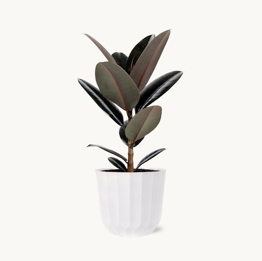 Elegant rubber plant in a stylish white pot, perfect for indoor decor.