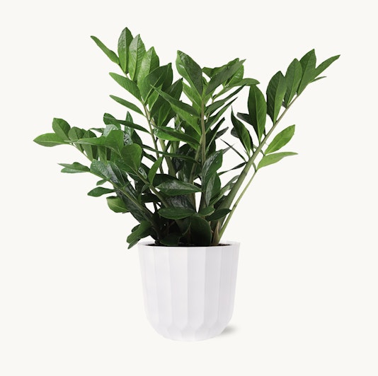 Lush green zz plant in a modern white pot, adding elegance to any space. Perfect indoor decor.