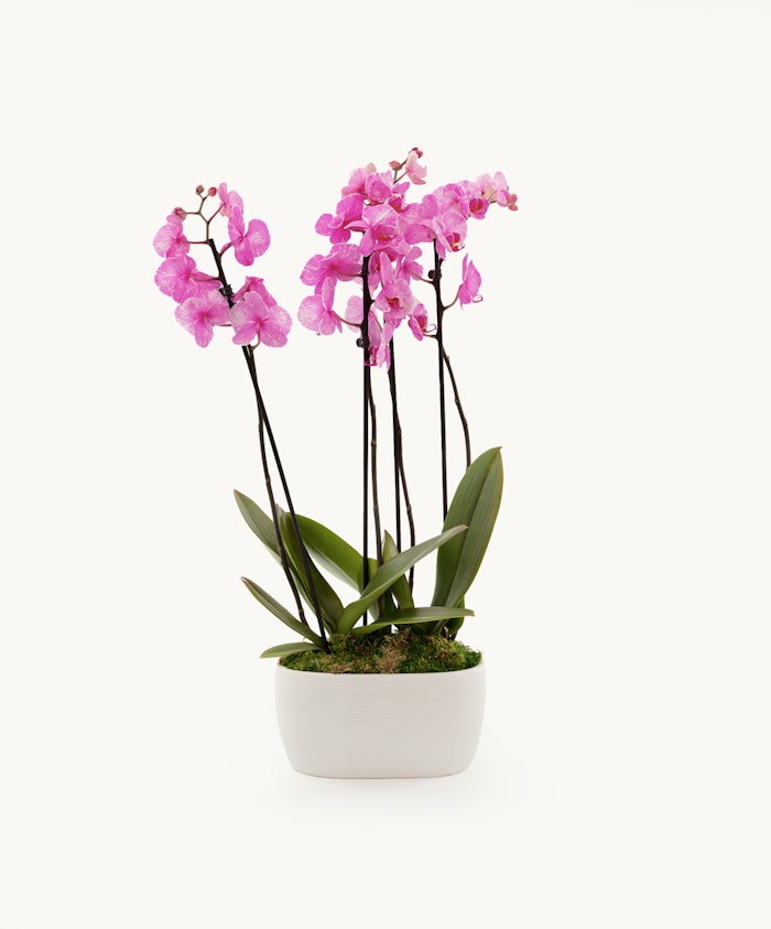 Elegant pink orchids in a modern pot, showcasing beauty and sophistication indoors.