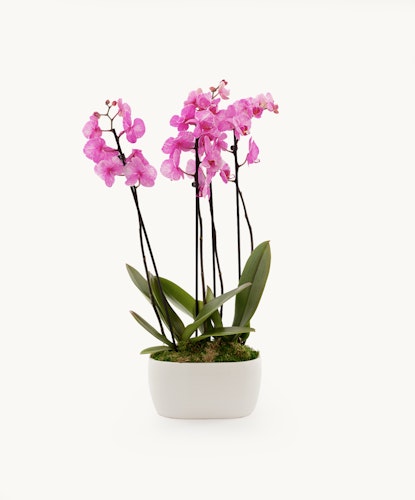 Elegant pink orchids in a modern pot, showcasing beauty and sophistication indoors.