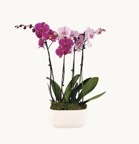 Elegant purple and pink orchids in a modern white planter, perfect for home décor.