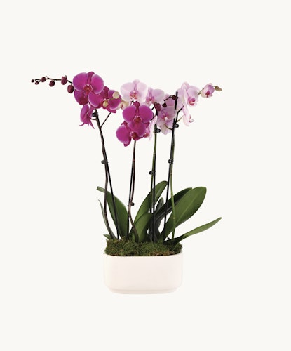 Elegant purple and pink orchids in a modern white planter, perfect for home décor.