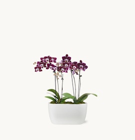 Orchids in a modern white planter, showcasing vibrant purple blooms and lush green leaves.