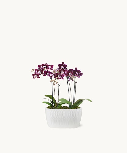 Orchids in a modern white planter, showcasing vibrant purple blooms and lush green leaves.
