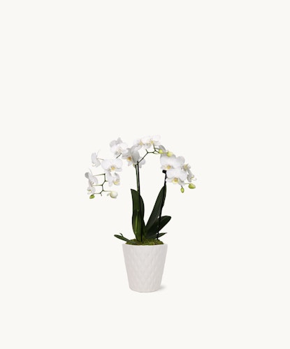 Elegant white orchids in a textured ceramic pot, perfect for home décor or gifts.