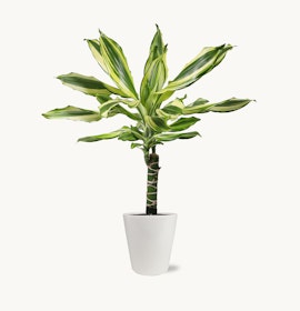 Lush green dracaena plant with striking striped leaves in a modern white pot.
