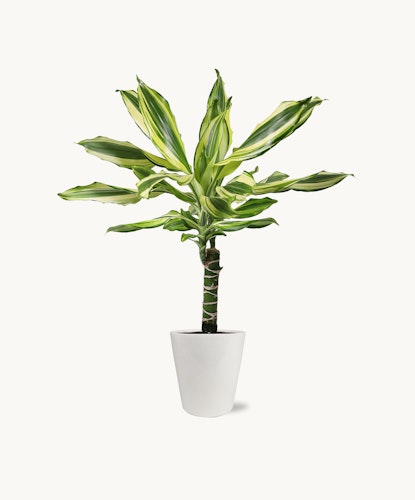 Lush green dracaena plant with striking striped leaves in a modern white pot.