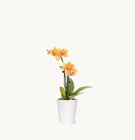 Elegant yellow orchids with pink accents in a modern white pot, perfect for stylish decor.
