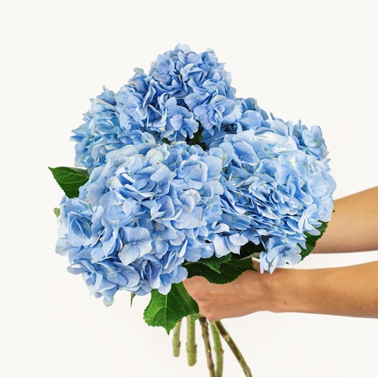 A vibrant bunch of blue hydrangeas held with green leaves, showcasing natural beauty.