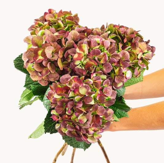 Vibrant hydrangea bouquet with shades of pink and green, elegantly held with lush leaves.