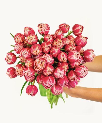 Vibrant bouquet of pink tulips held elegantly, showcasing their lush petals and greenery.