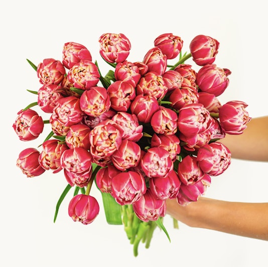 Vibrant bouquet of pink tulips held elegantly, showcasing their lush petals and greenery.