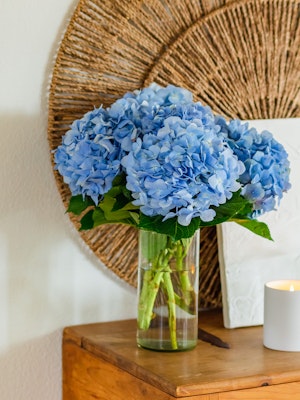 A vibrant arrangement of blue hydrangeas in a glass vase on a wooden table.