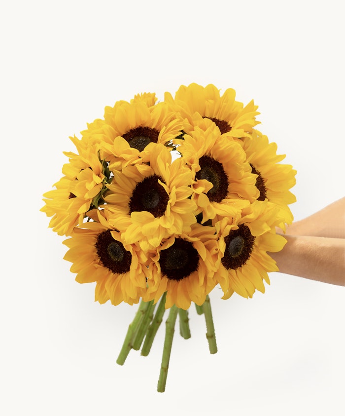 Vibrant sunflower bouquet held in a hand, showcasing bright yellow petals and rich brown centers.
