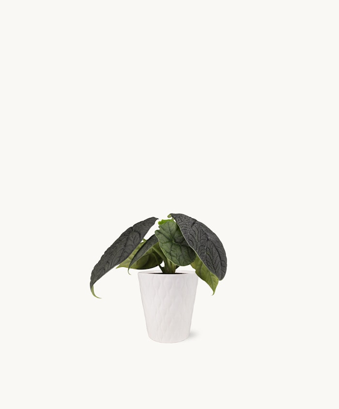 Stylish indoor plant featuring large textured leaves in a chic white pot, perfect for home decor.