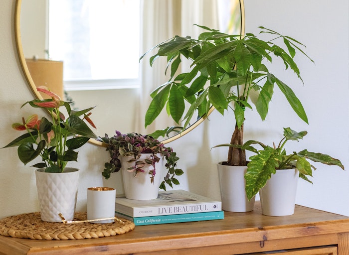 A stylish indoor plant display featuring various greenery in white pots and a round mirror.