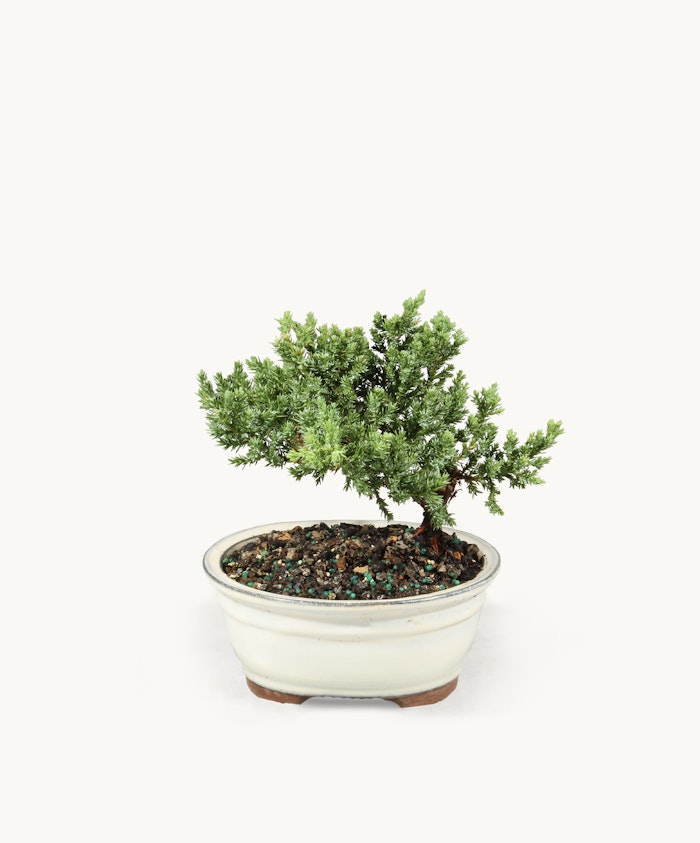 A beautifully shaped bonsai tree in an elegant white pot, ideal for indoor decor.