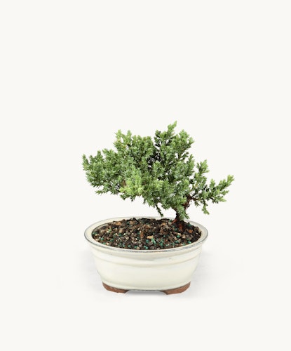 A beautifully shaped bonsai tree in an elegant white pot, ideal for indoor decor.