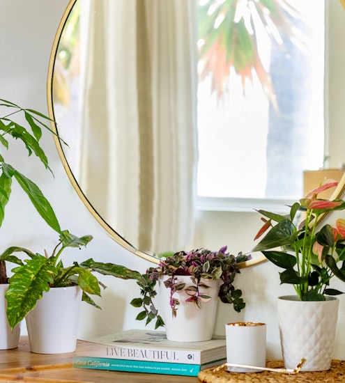 Lively indoor plants including a pothos and peace lily, beautifully arranged near a round mirror.
