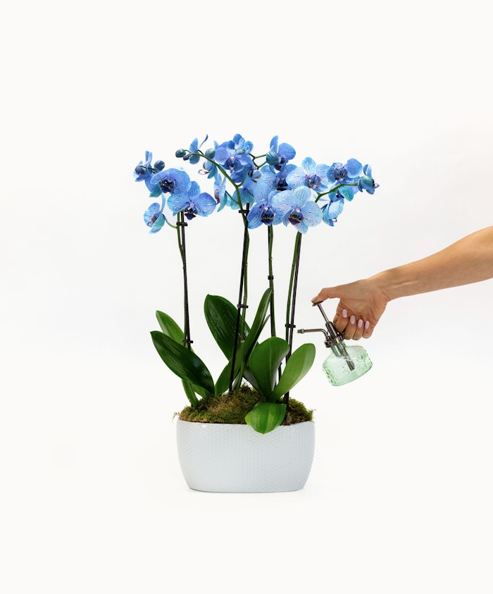 A stunning display of blue orchids in a modern white pot, being elegantly misted with water.