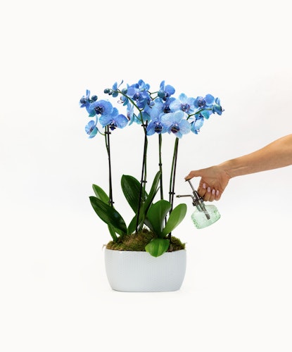 A stunning display of blue orchids in a modern white pot, being elegantly misted with water.