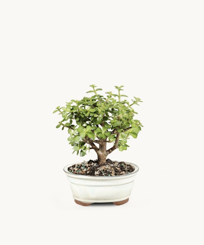 Small jade plant bonsai in a ceramic pot, showcasing lush green leaves and a sturdy trunk.