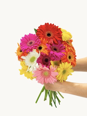 Vibrant bouquet of colorful gerbera daisies in various shades, perfect for brightening any occasion.