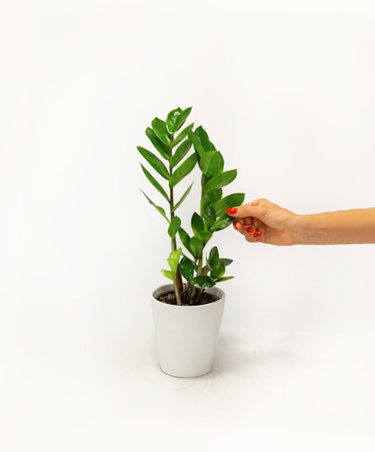 A hand tending to a vibrant ZZ plant in a stylish white pot, enhancing home decor.