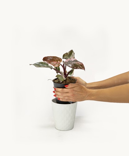 A person gently repotting a colorful plant into a stylish white pot, showcasing vibrant foliage.