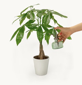 Potted money tree plant being misted for hydration, promoting healthy growth.