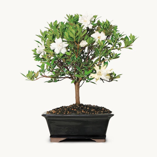 Elegant miniature gardenia bonsai tree with white flowers and lush green leaves.
