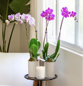 Elegant dual orchid arrangement with white and purple blooms beside a candle, brightening a room.