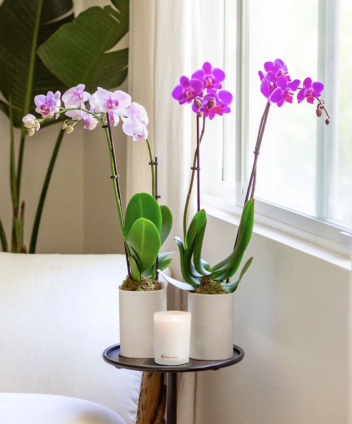 Elegant purple and white orchids in modern pots beside a window, enhancing home decor.