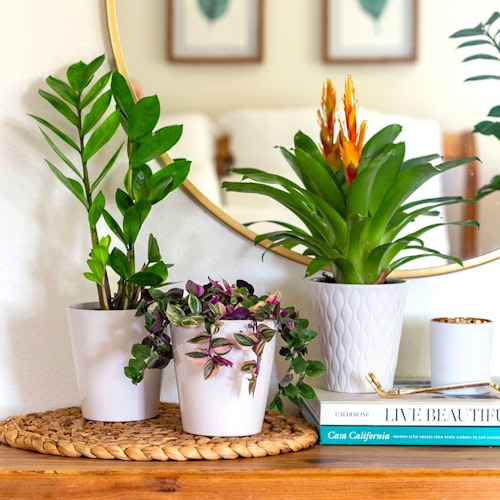Lush indoor plants featuring a zanzibar gem, tradescantia, and vibrant bromeliads in stylish pots.